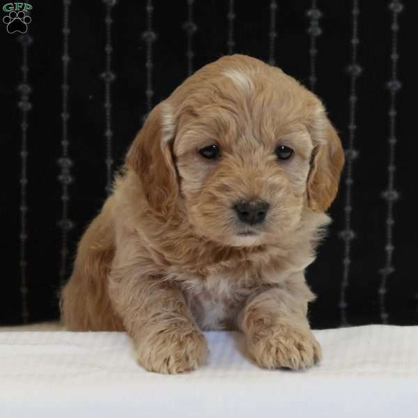 Gertrude, Mini Goldendoodle Puppy